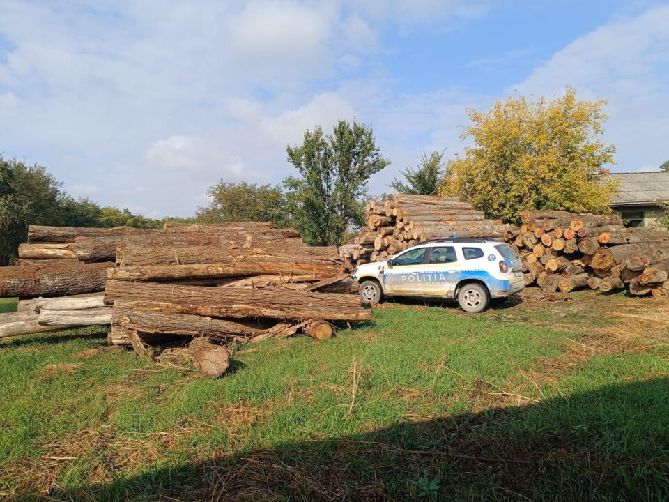 Confiscări mari de lemn în ultimele zile