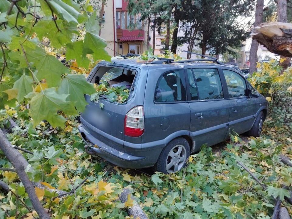 Autoturisme avariate de un copac căzut
