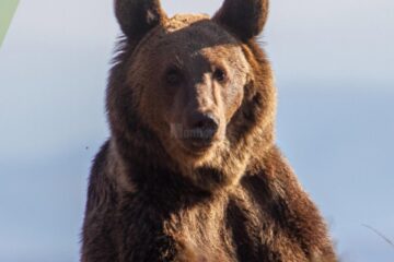 Campanie WWF – „Ajută ursul să rămână în pădure!”
