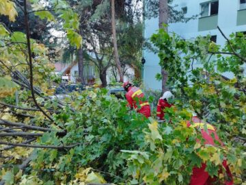 Trei autoturisme parcate pe strada Oituz au fost avariate de un copac care a căzut peste acestea