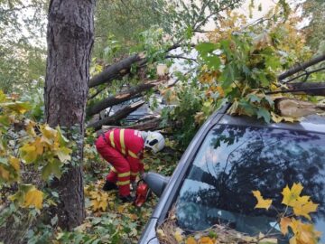Trei autoturisme parcate pe strada Oituz au fost avariate de un copac care a căzut peste acestea