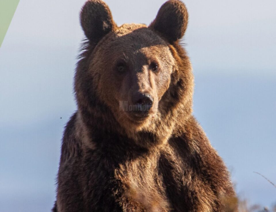 Campanie WWF – „Ajută ursul să rămână în pădure!”