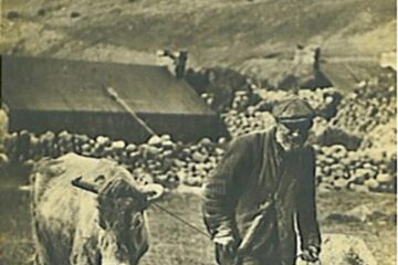 „Băutura întăritoare a burcutului”