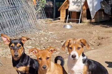 Primul Târg de adopție organizat de Asociația Prodog Suceava și Cabinetul Veterinar Premium Vet are loc duminică, 5 noiembrie, în parcarea Shopping City Suceava