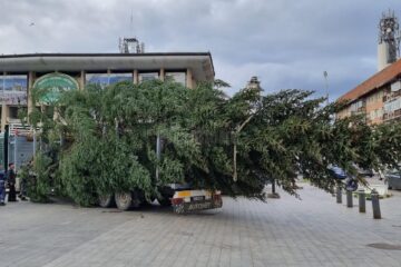 Bradul de sărbători a fost adus în centrul Sucevei
