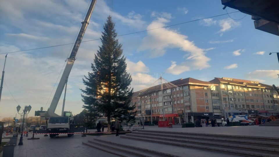 Bradul de sărbători a fost adus în centrul Sucevei