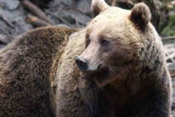 Turism ”urs inclusive”, dar cu animale pașnice