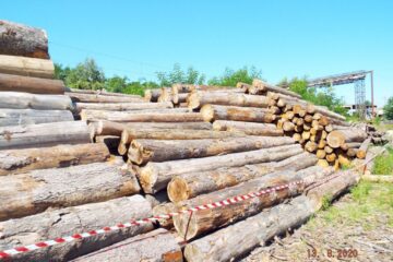 Cantități mari de material lemnos nu se regăseau în depozitul firmei din Cârlibaba