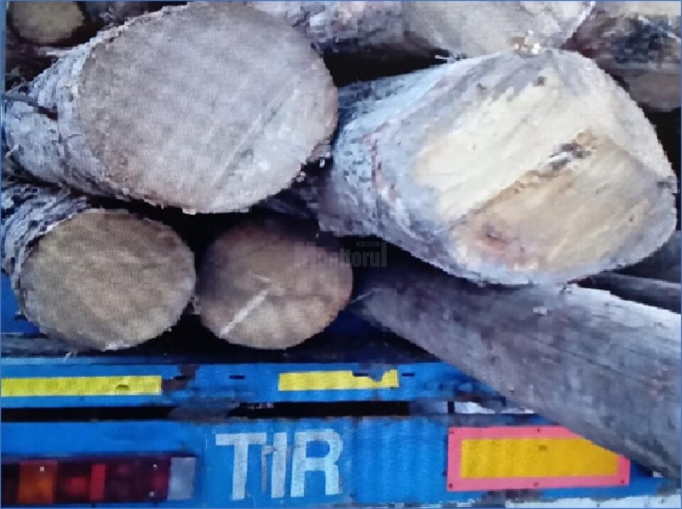 Transport fictiv de material lemnos identificat de Garda Forestieră Suceava în programul SUMAL