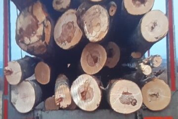 Transporturi fictive de materiale lemnoase identificate de către Garda Forestieră Suceava și Poliția Municipiului Fălticeni
