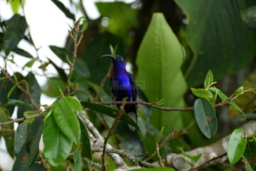 LEGENDA PĂSĂRII COLIBRI