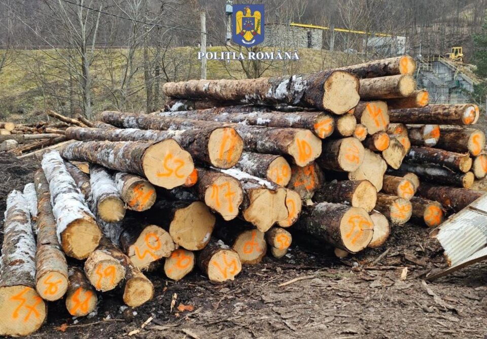 O serie de controale derulate în trafic la începutul acestei săptămâni au dus la confiscare a peste 10 metri cubi de material lemnos O serie de controale derulate în trafic la începutul acestei săptămâni au dus la confiscare a peste 10 metri cubi de material lemnos