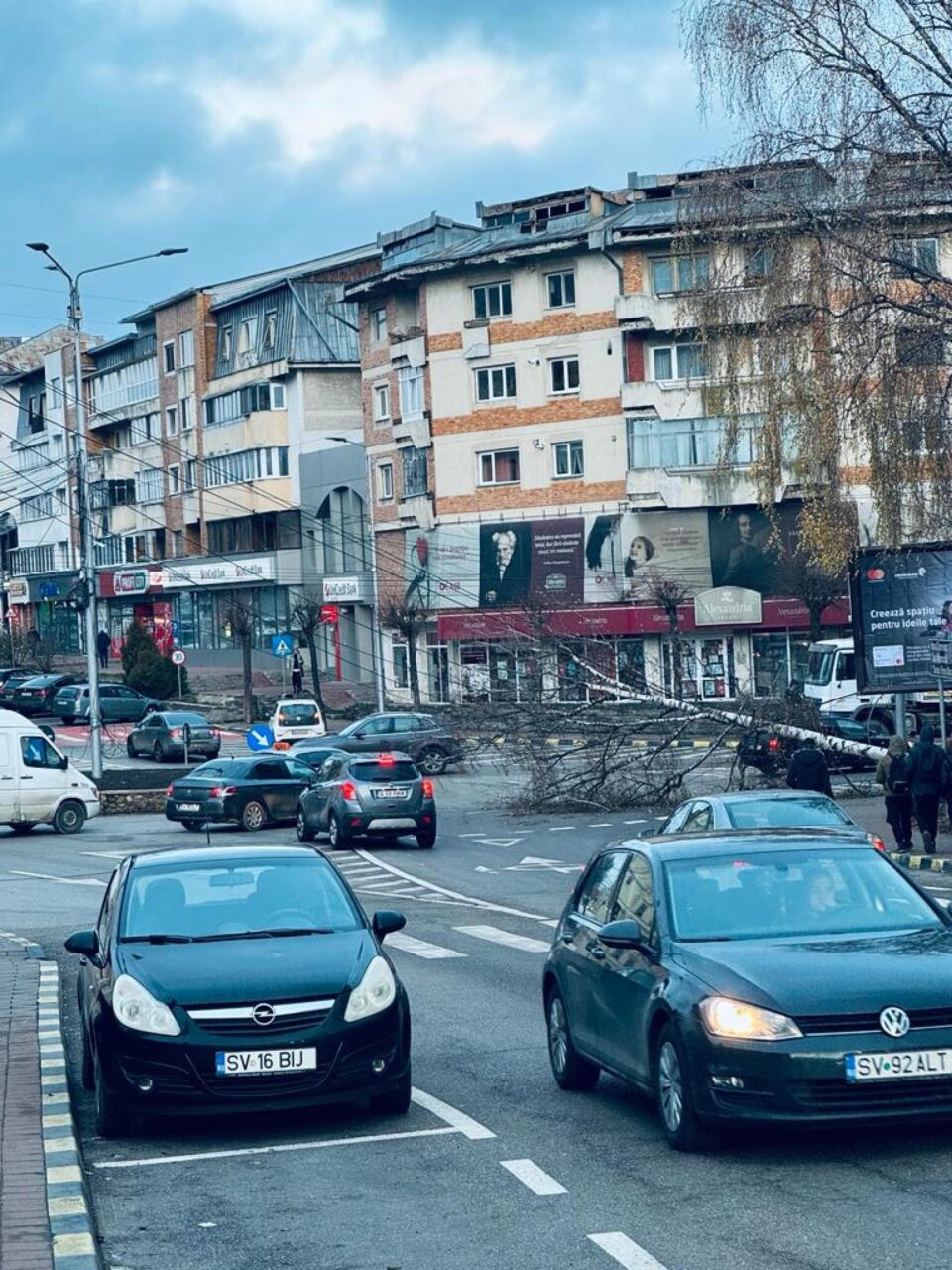 Copac căzut pe carosabil, în fața Teatrului Municipal „Matei Vișniec” din Suceava