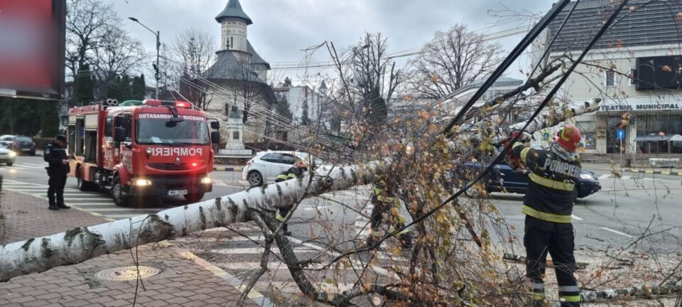 Copac căzut pe carosabil, în fața Teatrului Municipal „Matei Vișniec” din Suceava