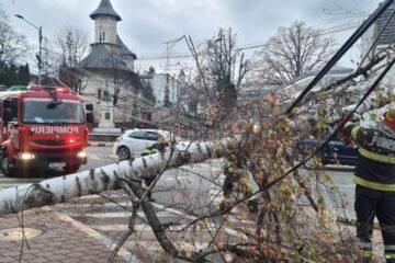 Copac căzut pe carosabil, în fața Teatrului Municipal „Matei Vișniec” din Suceava