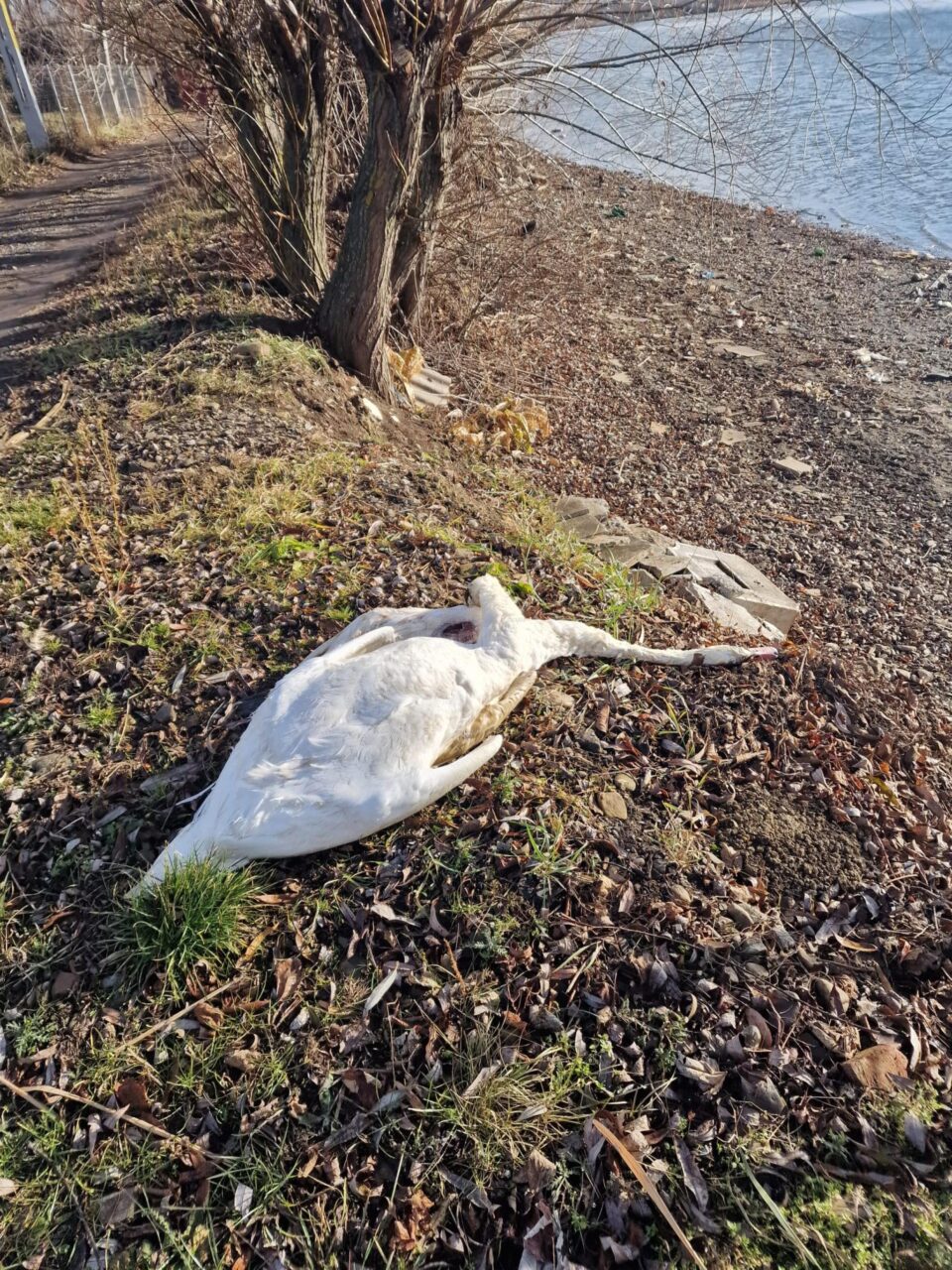 Lebede moarte de gripă aviară