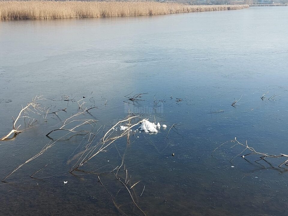 Lebede moarte de gripă aviară