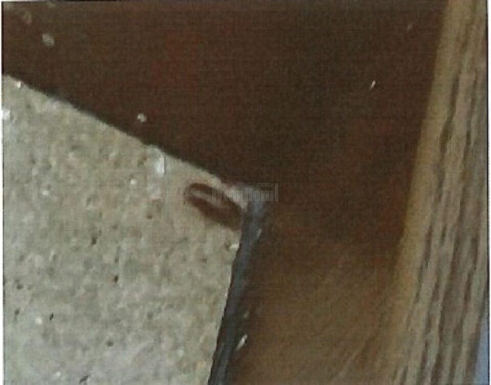 În interiorul centrului echipa a găsit gândaci