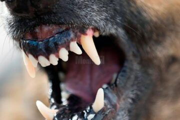 Condamnat cu executare după ce câinele său agresiv a atacat o femeie. Foto stirileprotv.ro