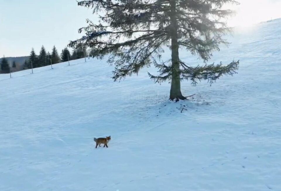 Vulpe pusă pe fugă de o dronă ce filma peisaje din Bucovina - sursa Casian Mitu