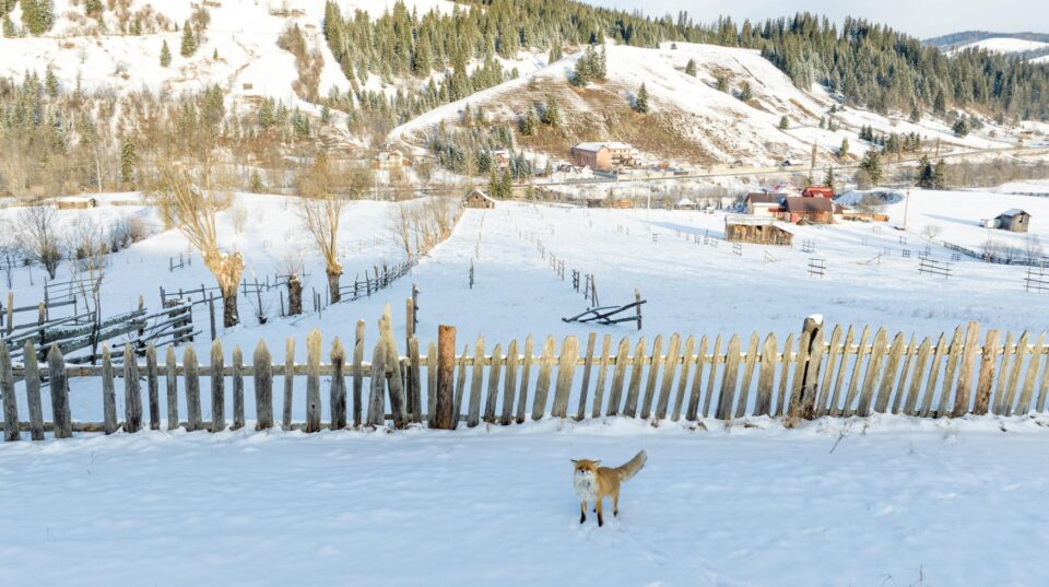 Vulpea pusă pe fugă de dronă. Foto Casian Mitu