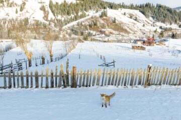 Vulpea pusă pe fugă de dronă. Foto Casian Mitu