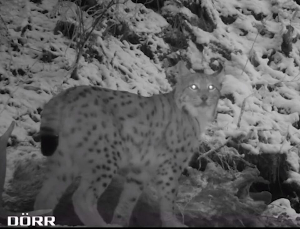 Râsul din Broșteni, surprins cu camerele video de supraveghere a faunei. Foto RNP