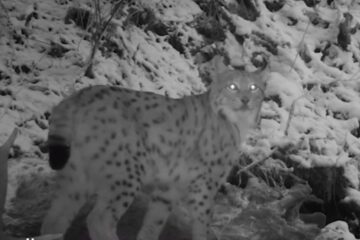Râsul din Broșteni, surprins cu camerele video de supraveghere a faunei. Foto RNP
