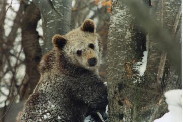 VIZUINA, VIZIUNEA VIZUINII, FRICA ȘI IUBIREA
