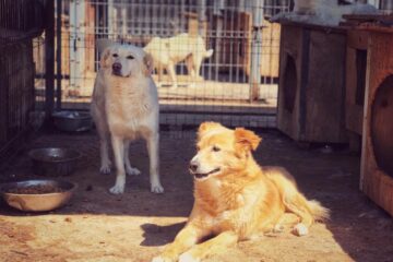 De la începutul anului, 52 de câini din adăpostul din Lunca Sucevei au fost adoptați