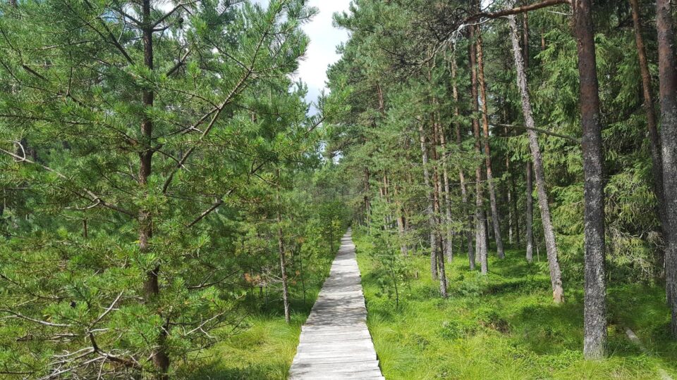 Tinovu Mare, Poiana Stampei