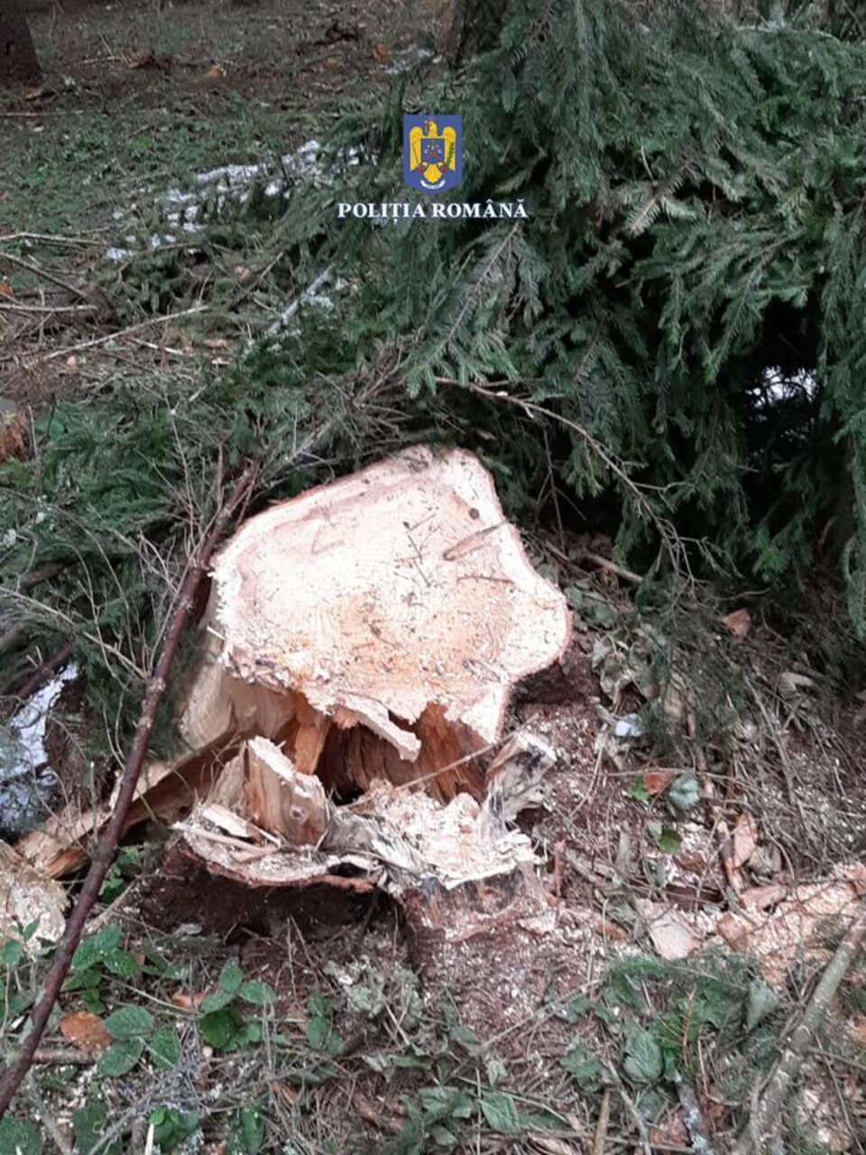 Flagrantul de la Sucevița