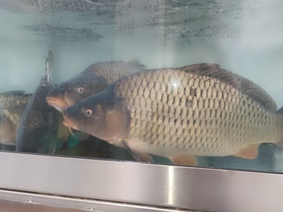 Magazin cu specific pescăresc, deschis la Dumbrăveni