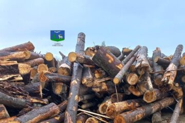 Material lemnos de esență rășinoase fără fără proveniență legală, confiscat din depozitul societatii din Sucevița