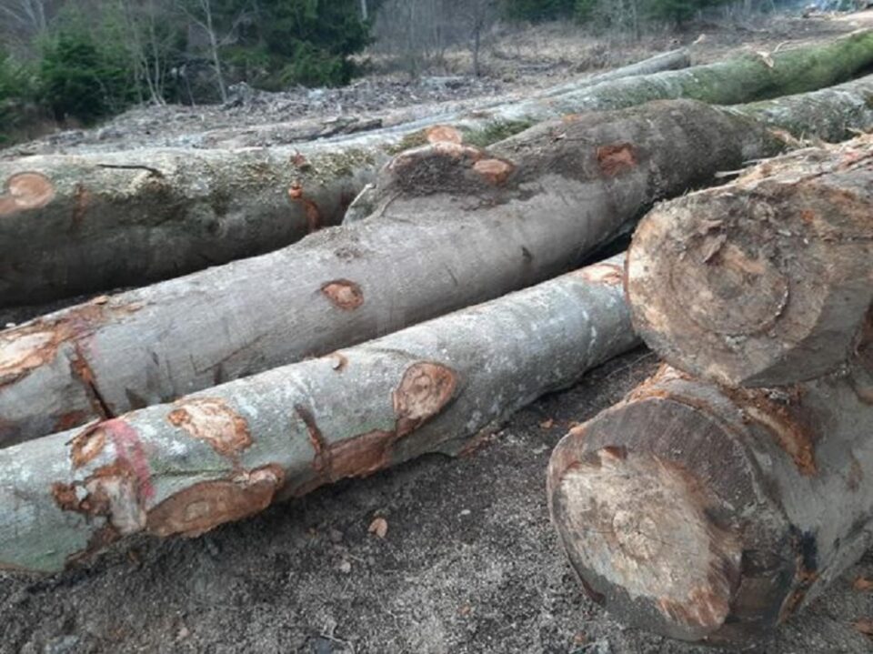 Trei hoți de lemne au făcut scandal la sosirea polițiștilor și au fost ”premiați” cu spray lacrimogen și cătușe