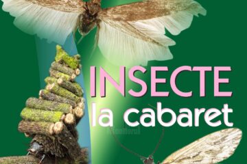 Lecția de educație pentru elevi „Insecte la Cabaret”, la Muzeul de Științele Naturii