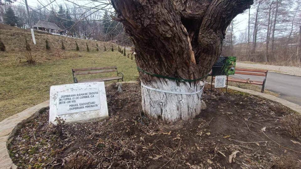 Răchita din Dumbrava Minunată