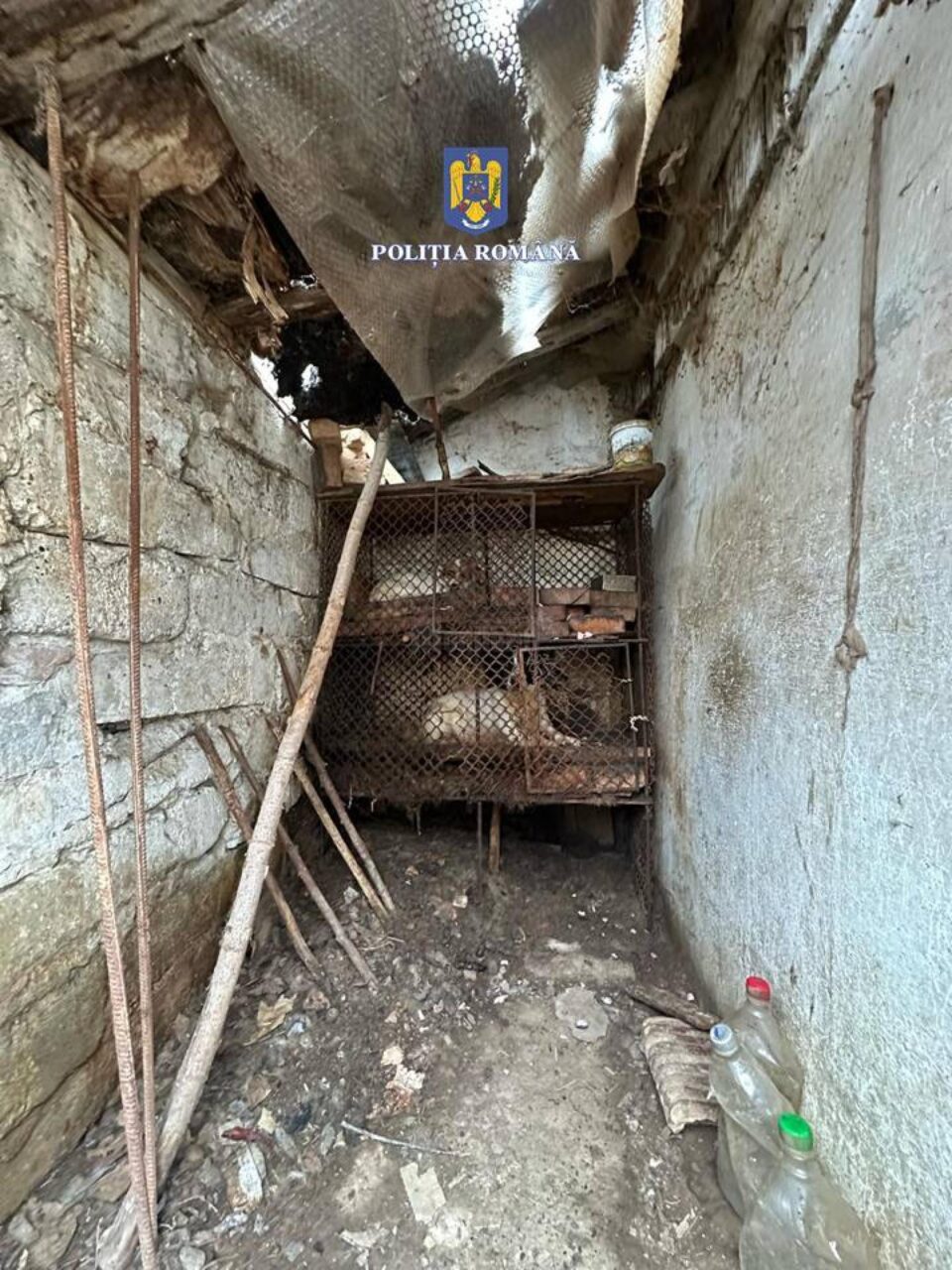 Pisicile și câinii era ținuți în cuști de iepuri