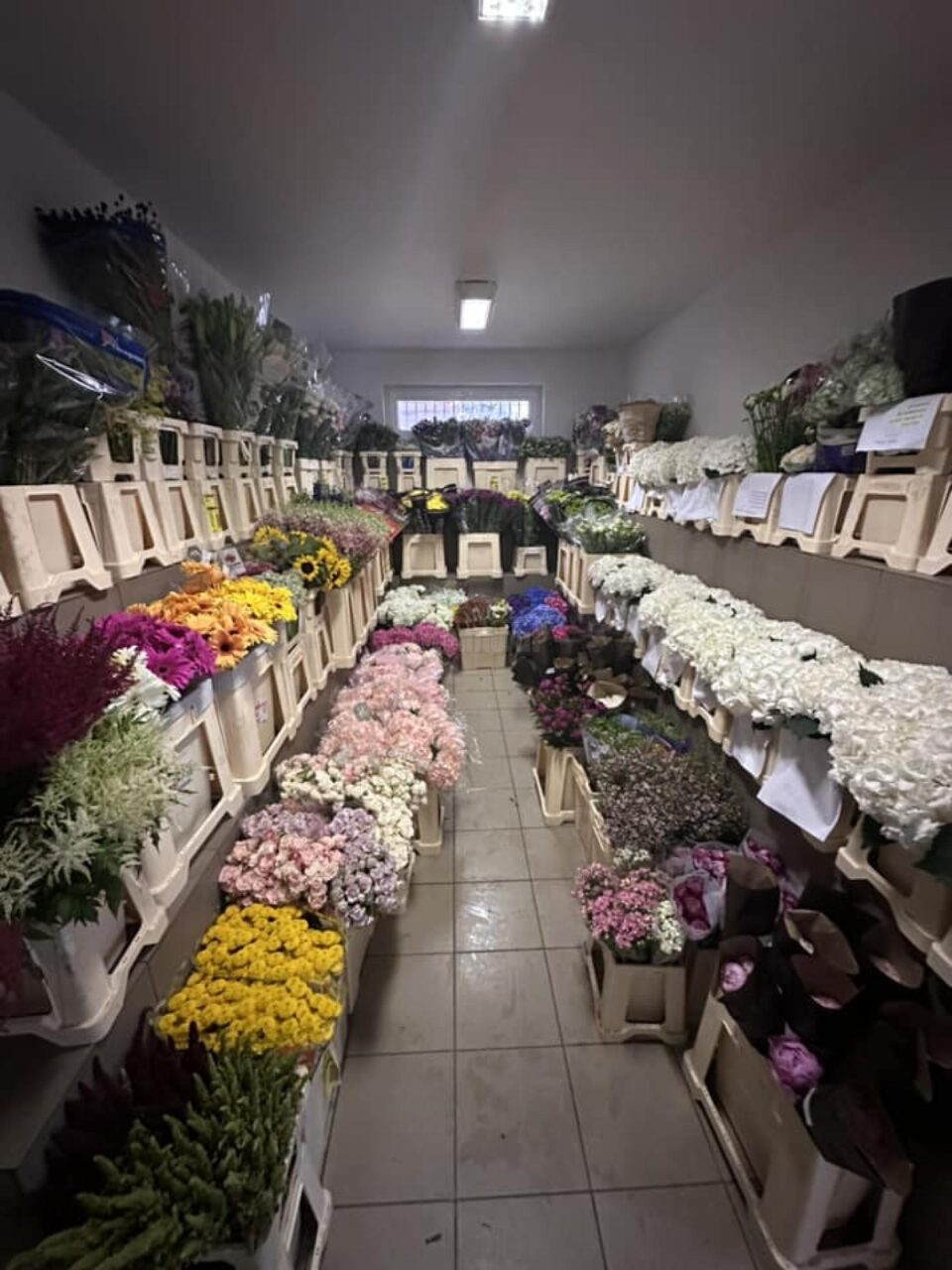 Oferte speciale la Depozitul de Flori Cattleya Warehouse din Șcheia