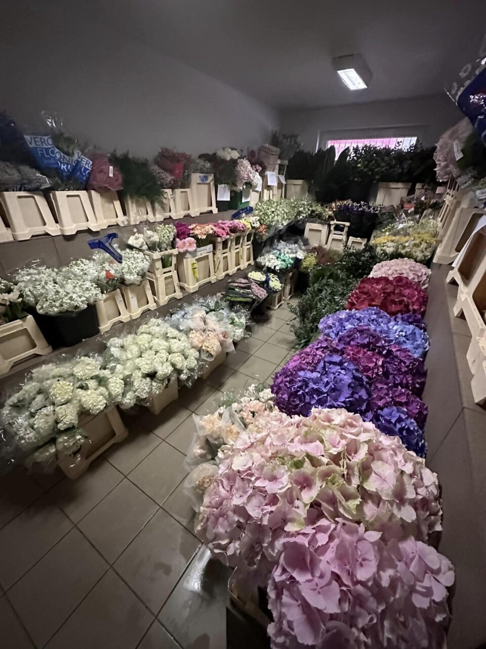 Oferte speciale la Depozitul de Flori Cattleya Warehouse din Șcheia