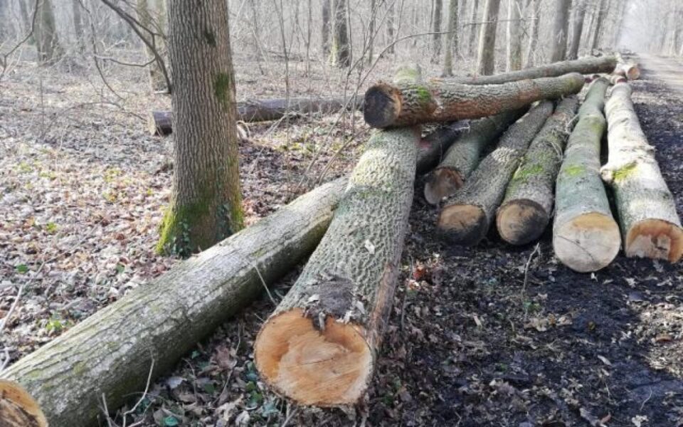 Arbori tăiați (foto generic)