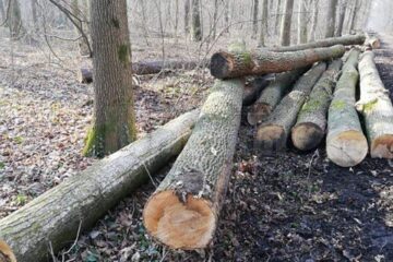 Arbori tăiați (foto generic)
