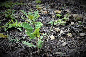La baza Dealului Mănăstirii va fi plantat un amestec de stejar, gorun, arbuști, salcâmi, pe 5,85 hectare din Dealul Mănăstirii