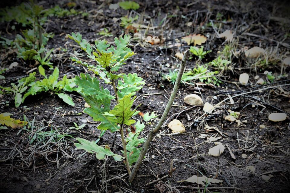 La baza Dealului Mănăstirii va fi plantat un amestec de stejar, gorun, arbuști, salcâmi, pe 5,85 hectare din Dealul Mănăstirii La baza Dealului Mănăstirii va fi plantat un amestec de stejar, gorun, arbuști, salcâmi, pe 5,85 hectare din Dealul Mănăstirii