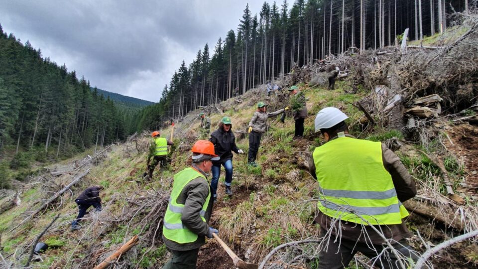 Aproape 1300 de hectare de teren au fost împădurite cu puieți de arbori produși în pepinierele proprii, de către Direcția Silvică Suceava