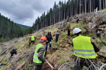 Aproape 1300 de hectare de teren au fost împădurite cu puieți de arbori produși în pepinierele proprii, de către Direcția Silvică Suceava