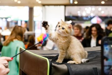 100 de pisici din rase deosebite vor participa în acest weekend, în Iulius Mall Suceava, la WCF International Cat Show
