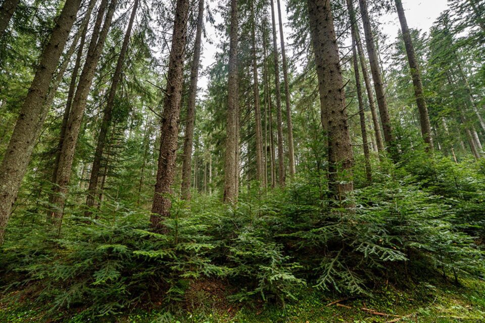 Regenerarea pădurilor reprezintă un proces esențial pentru continuitatea acestora, în vederea menținerii echilibrului ecologic și a biodiversității