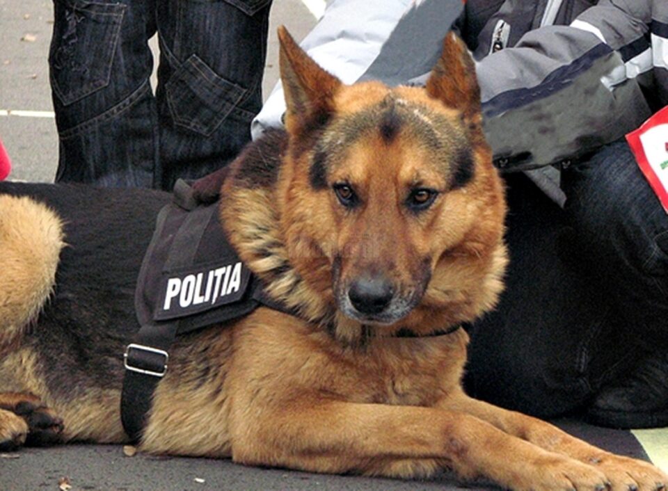 Vor apărea patrule canine în oraș
