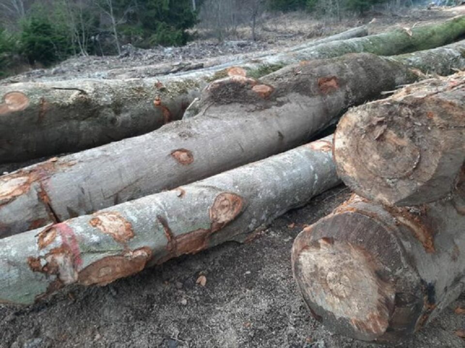 Amenzi și lemn confiscat valoric de la două societăți care au distribuit fictiv lemne între ele, între Volovăț și Putna Amenzi și lemn confiscat valoric de la două societăți care au distribuit fictiv lemne între ele, între Volovăț și Putna